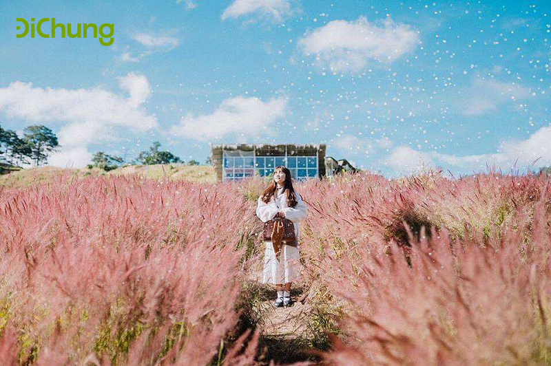 đồi cỏ hồng đà lạt - 1