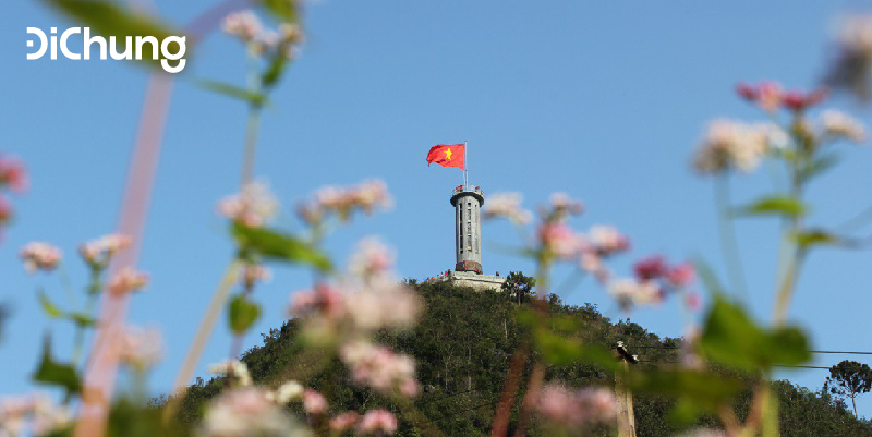 hoa-tam-giac-mach-ha-giang