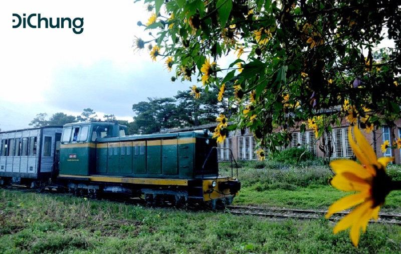 hoa dã quỳ đà lạt - 2