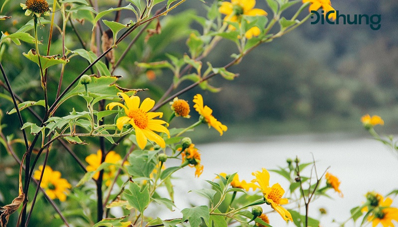 hoa dã quỳ đà lạt - 5