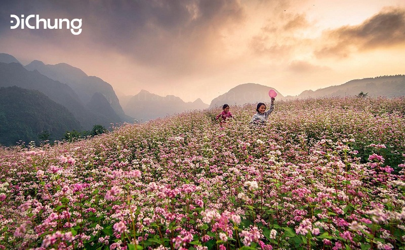 Có nhiều địa điểm ngắm hoa tam giác mạch Hà Giang