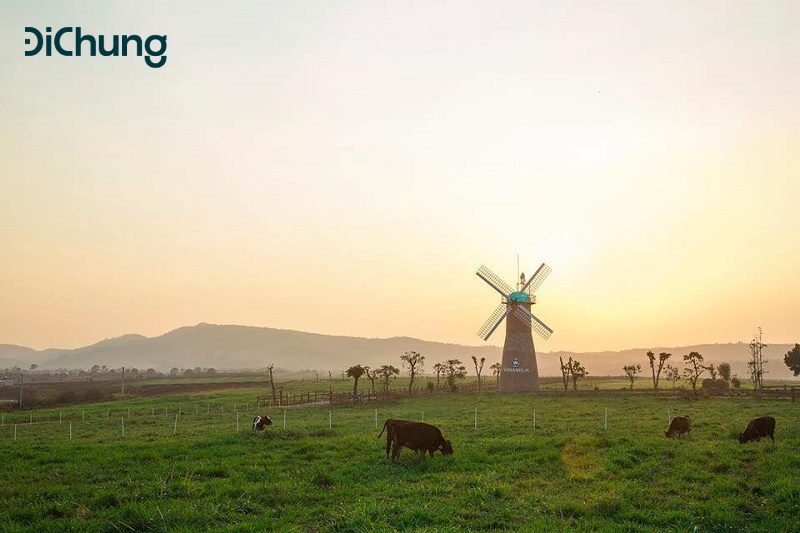 hoa dã quỳ đà lạt - 6