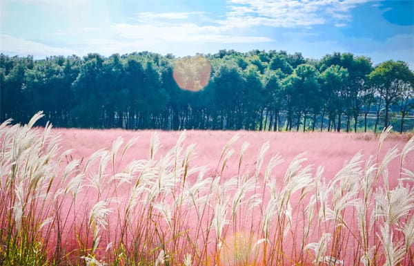 cỏ hồng đà lạt