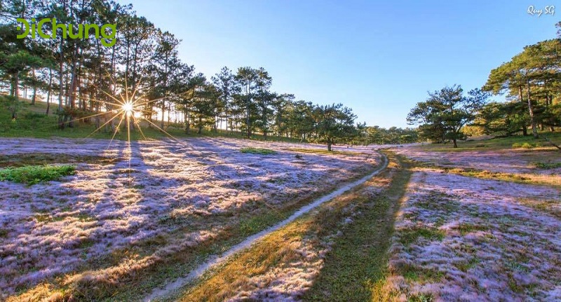 đồi cỏ hồng đà lạt - 2